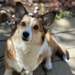 daisy_sammy_gypsy profile picture