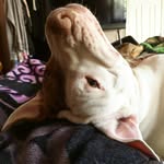 daisyslovelylife profile picture