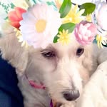 daisysnapdog profile picture