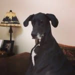 daisythegreatdane profile picture