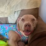 daisythevelvetmallow profile picture