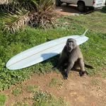 dalesteyn profile picture
