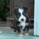 dalilamh2000 profile picture