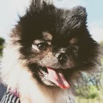 dali_thesweetpom profile picture