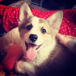dallowaythecorgi profile picture
