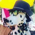 dalmatian.freddie profile picture