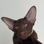 damiangoeswest profile picture