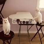 damita_jo_thecat profile picture