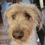 dammitarthur profile picture