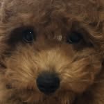danchuchu__ profile picture