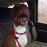 dancosgroveanimalshelter profile picture