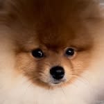 dandan.pom profile picture