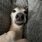 dandan_iggy profile picture