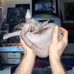 danieldavidjacobs profile picture