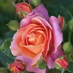 danisol2511 profile picture