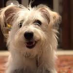 darcydoesnyc profile picture