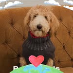 darinscheff profile picture