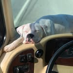 dashboard_doggos profile picture