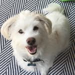 dashellthethird profile picture