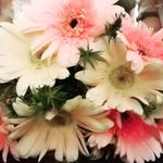 dashsowmya profile picture