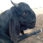 datta46764 profile picture