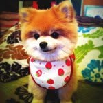 dau_dau profile picture