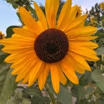 dawnstern profile picture