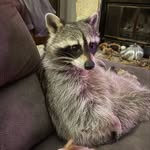 dawsondaysraccoonlife profile picture