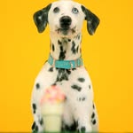 deafdal profile picture