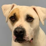 deafdogjourney profile picture