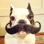 deafdogmafia profile picture