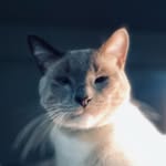 deano.the.cat profile picture