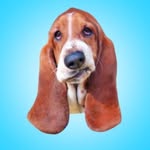 deanthebasset profile picture