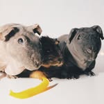 dearpiggies profile picture