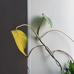 dearstasyaa profile picture