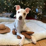 deenaboxpuppy profile picture