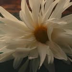 deeptimayee_singh profile picture