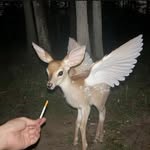 deerdeer_l profile picture