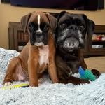deeztheboxer profile picture