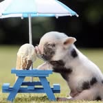 delightful_animals profile picture