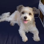 delilah_havana profile picture