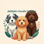 delilahspoodledoodles profile picture