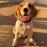 della_daily_diaries profile picture