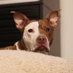 demitassa profile picture