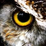 dennysirregar profile picture