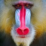 der_mandrill profile picture