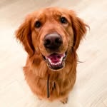 derpderppax profile picture