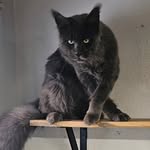desertskymainecoons profile picture