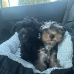 designerpackpups profile picture
