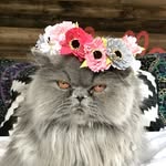 desithepersian profile picture